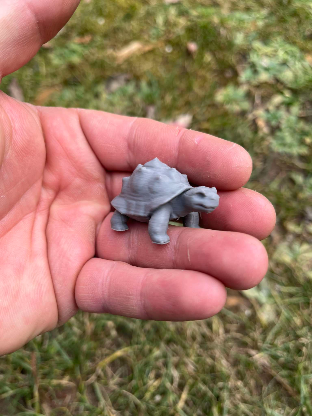Land turtle