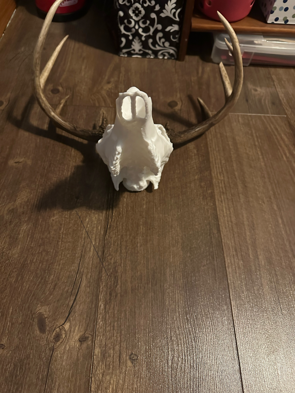 WhiteTail Skull Mount