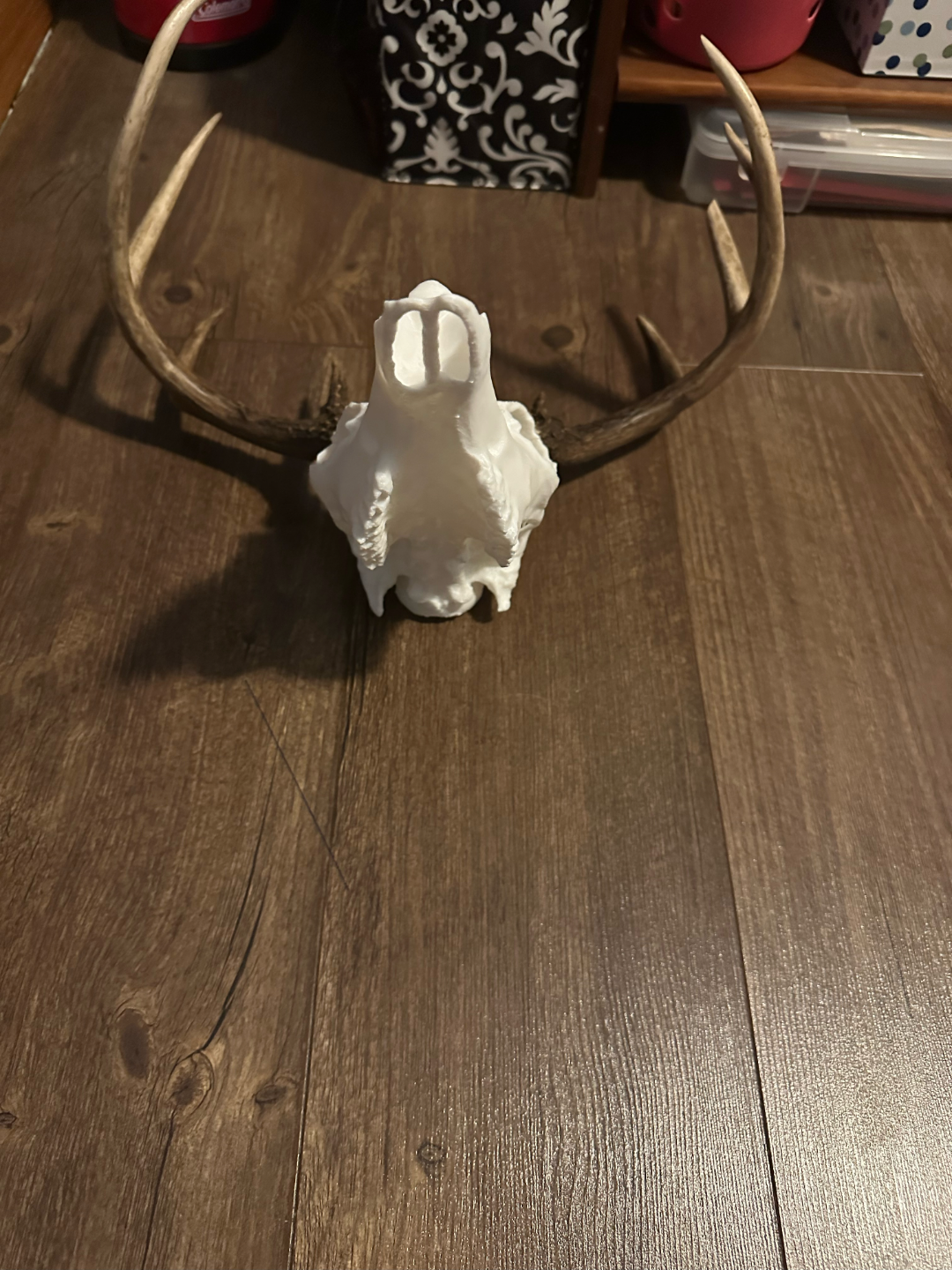 WhiteTail Skull Mount