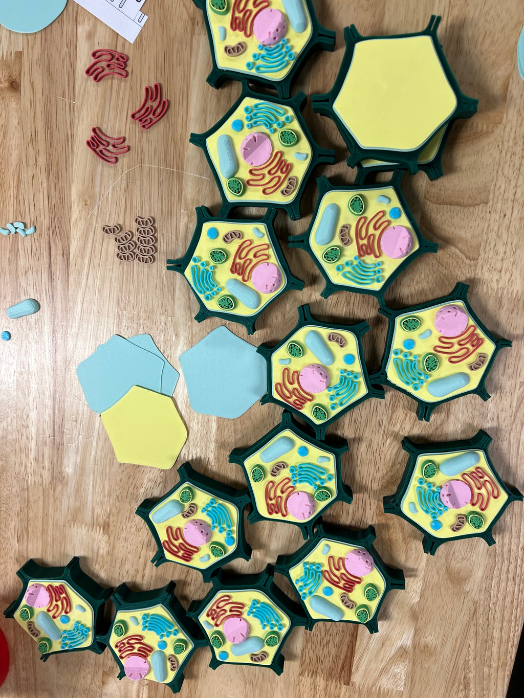 Small Plant Cell Model for Biology