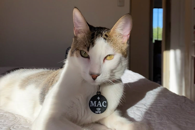 Placa para mascota Brillo 30x35mm con NFC