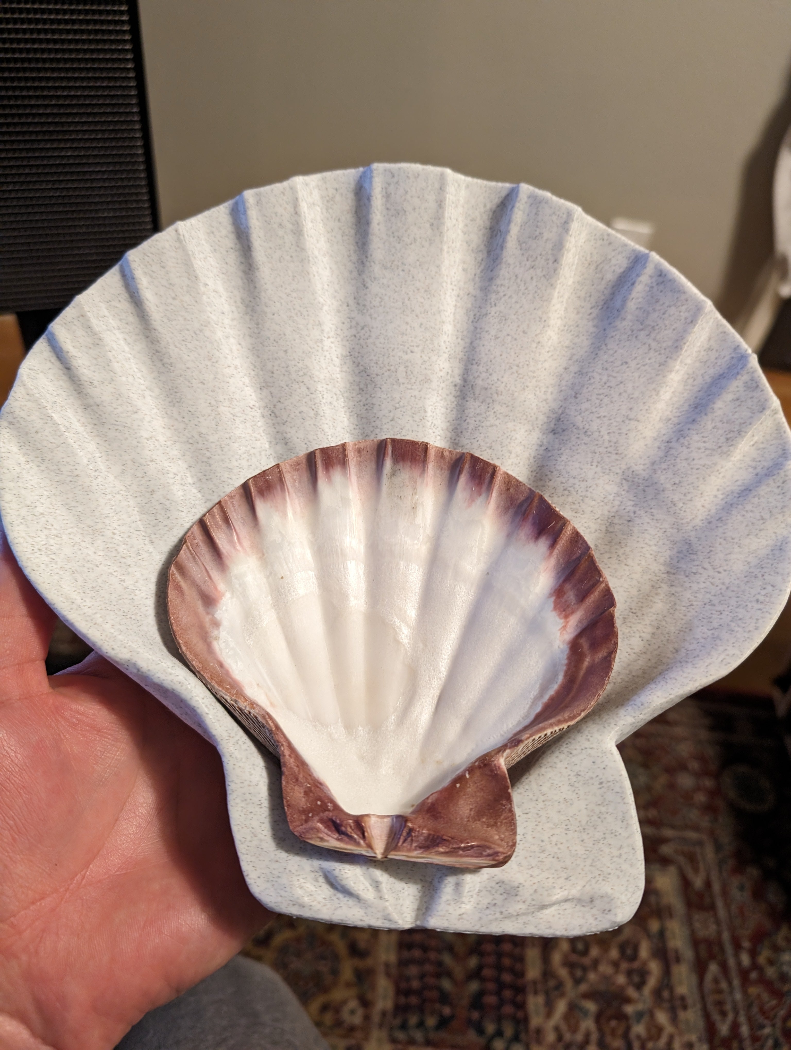 Lions Paw Scallop Seashell 3d Scan