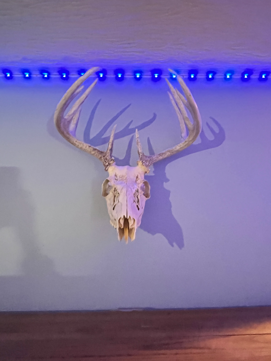 Deer Skull Mount