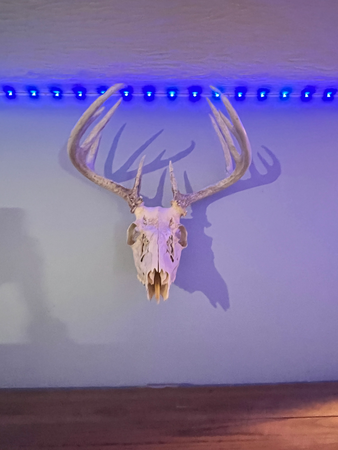 Deer Skull Mount