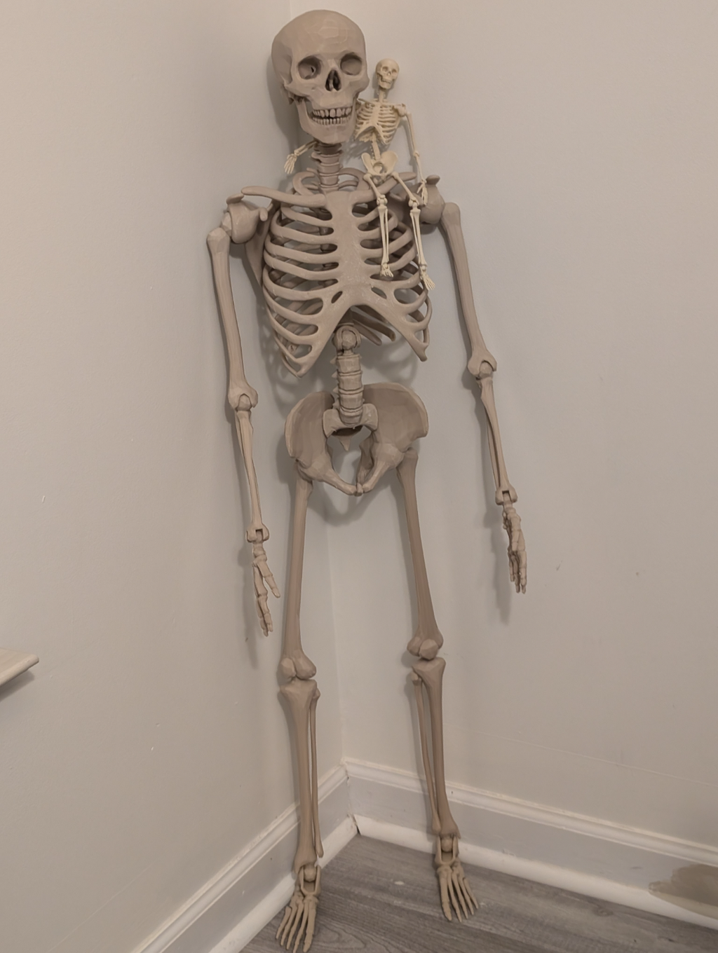 Articulated Skeleton