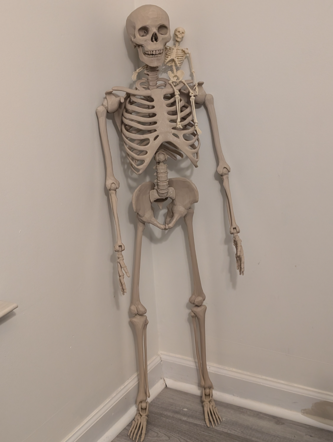 Articulated Skeleton