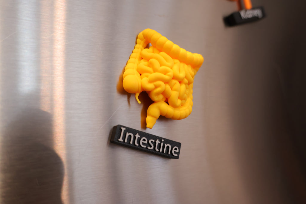 Anatomy Magnets