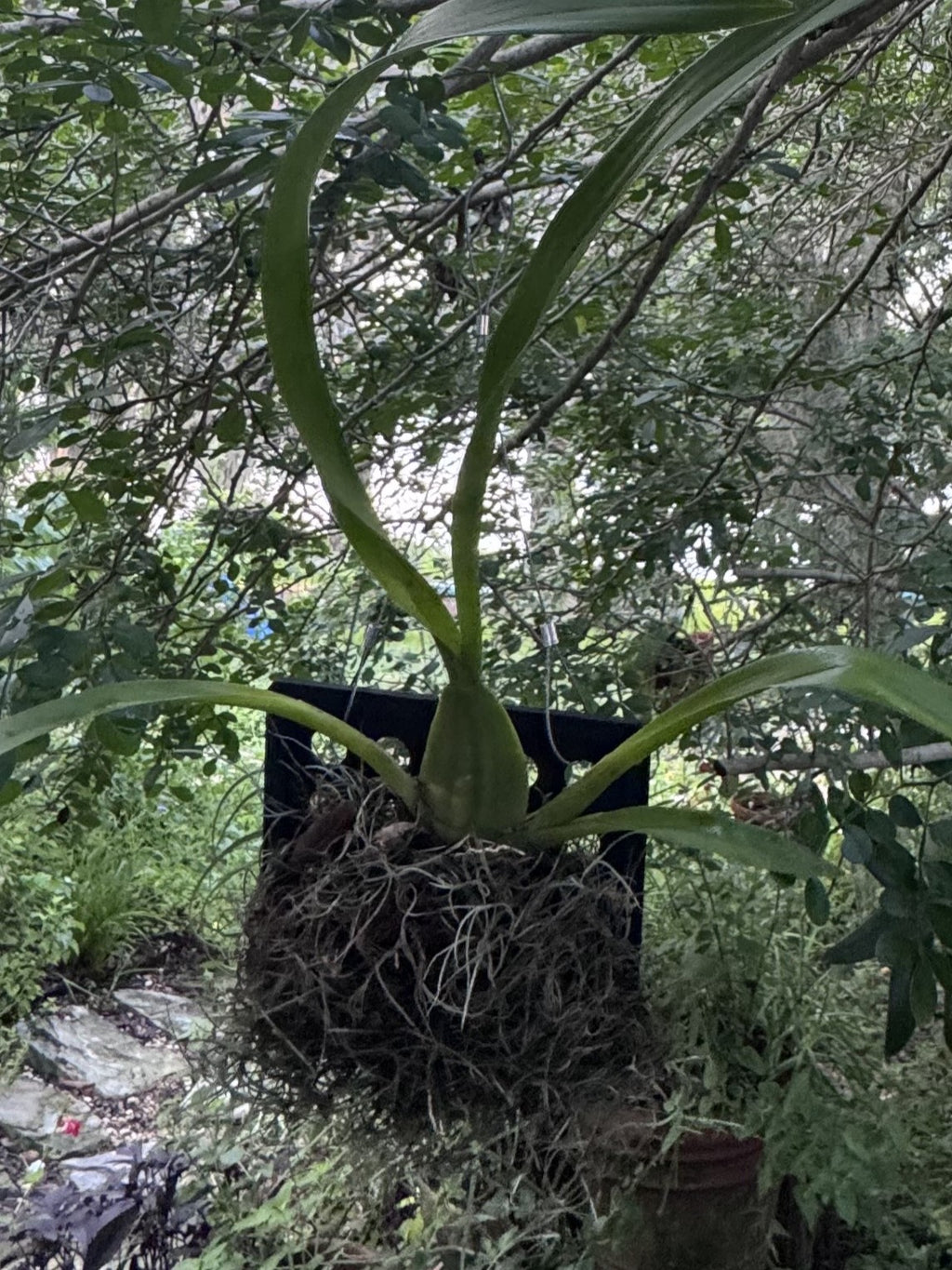 Hanging Planter Root Mount