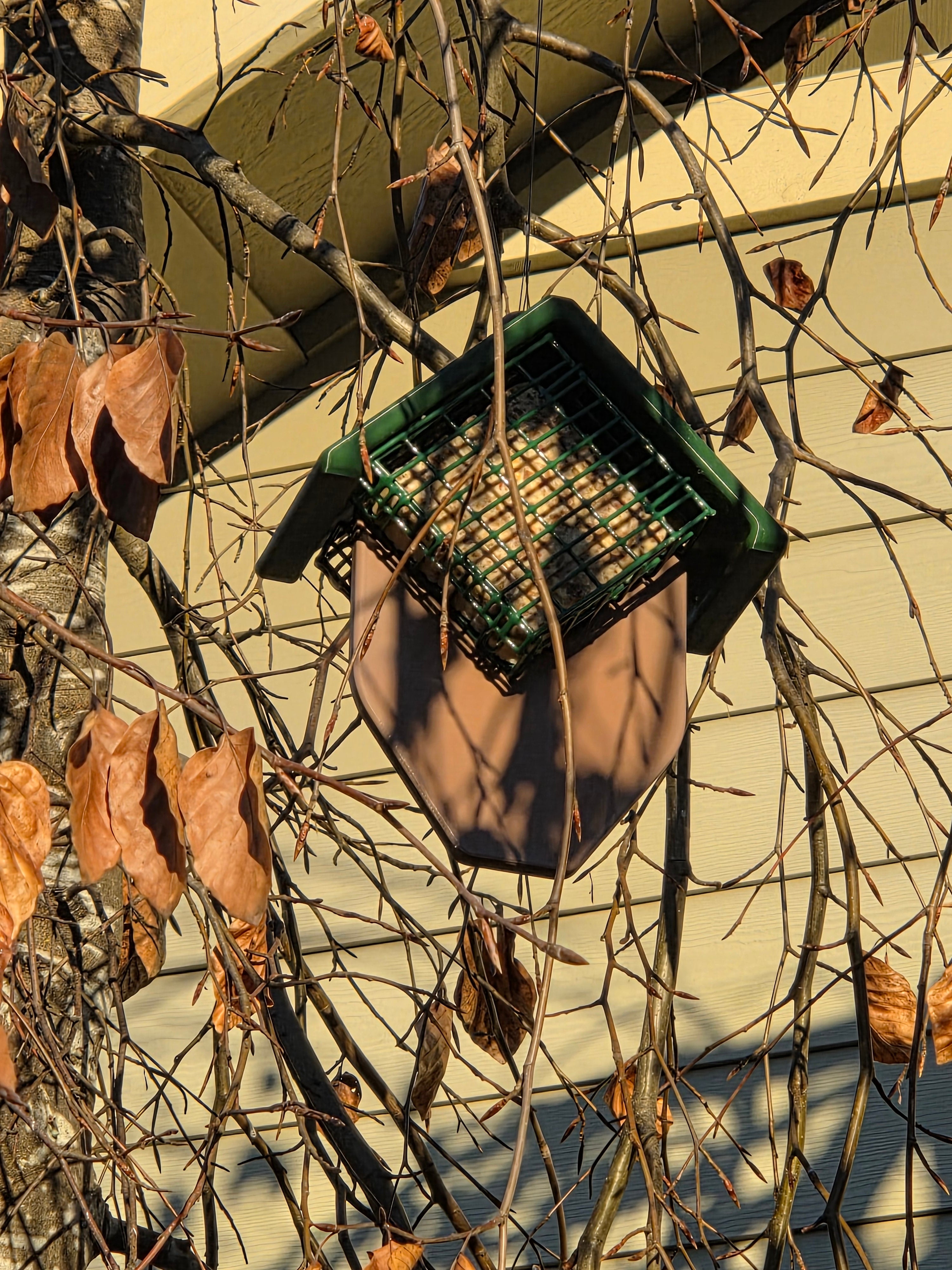 Double Suet Tail-Prop Feeder Great for Woodpeckers