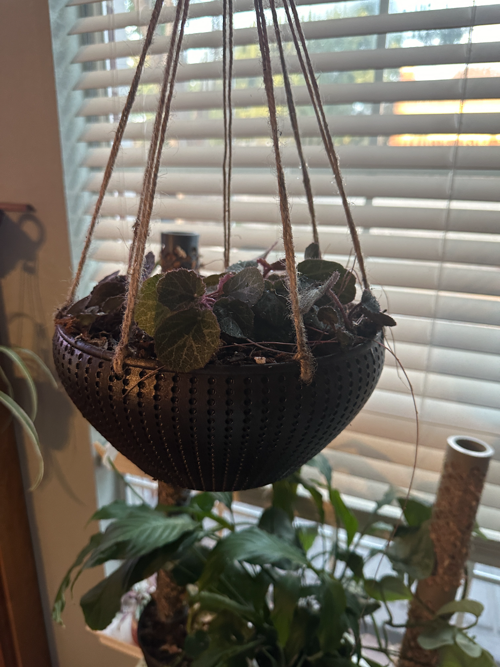 Hanging Planter with twist drip pan