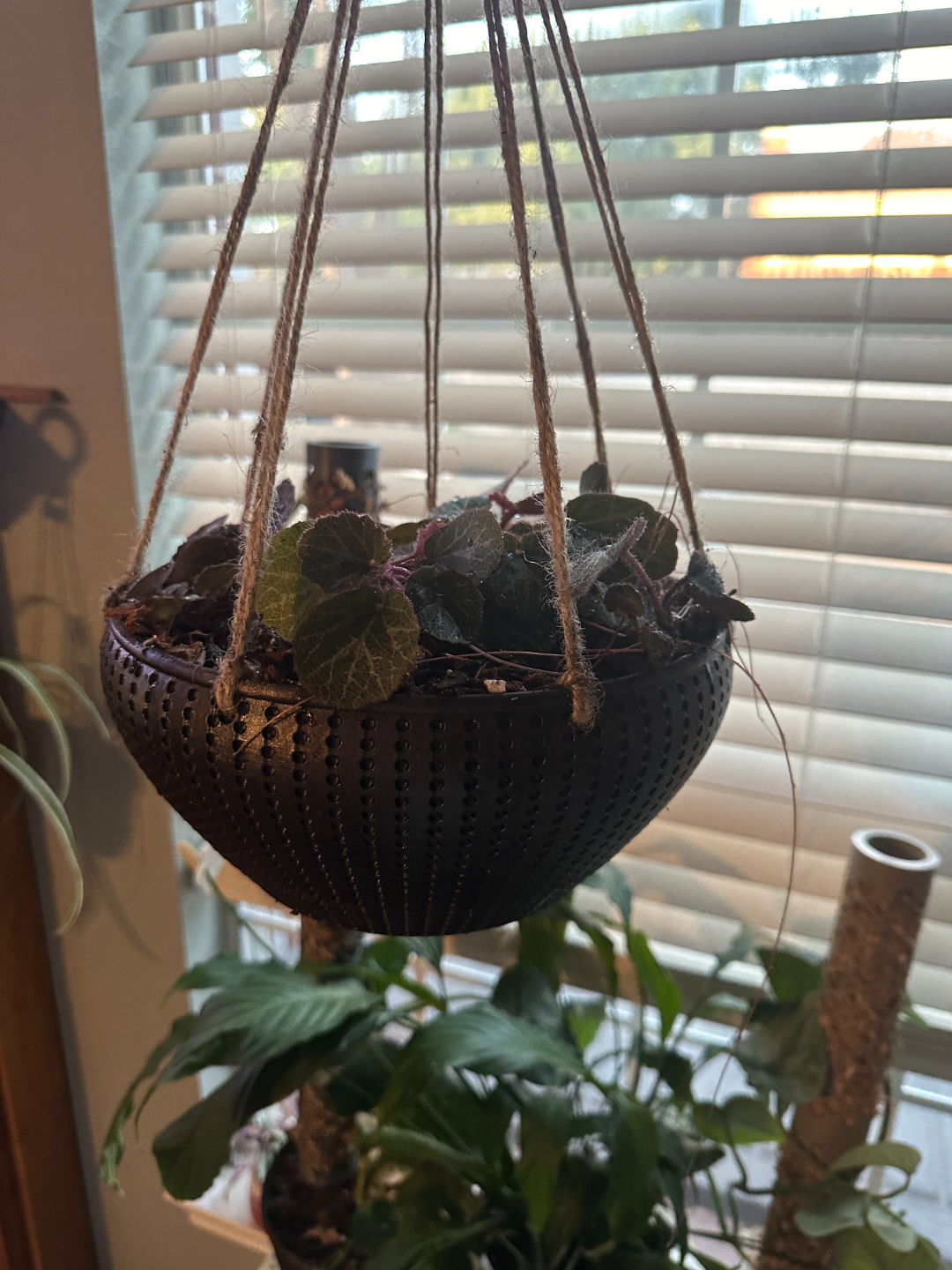 Hanging Planter with twist drip pan