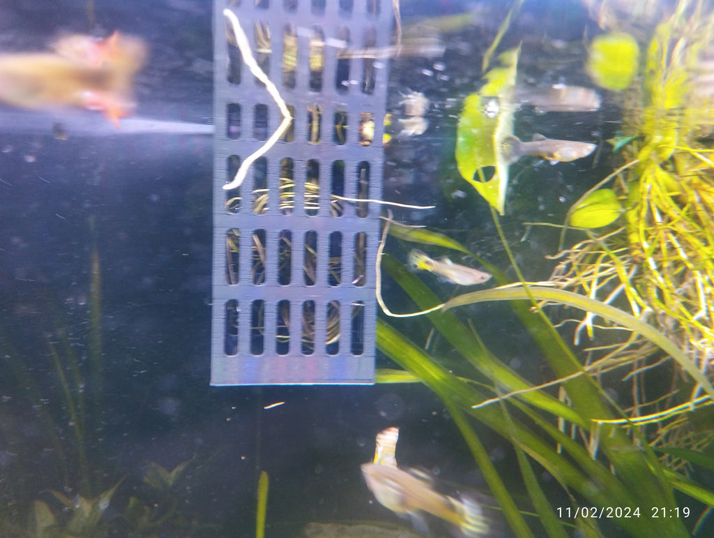 Aquarium plants