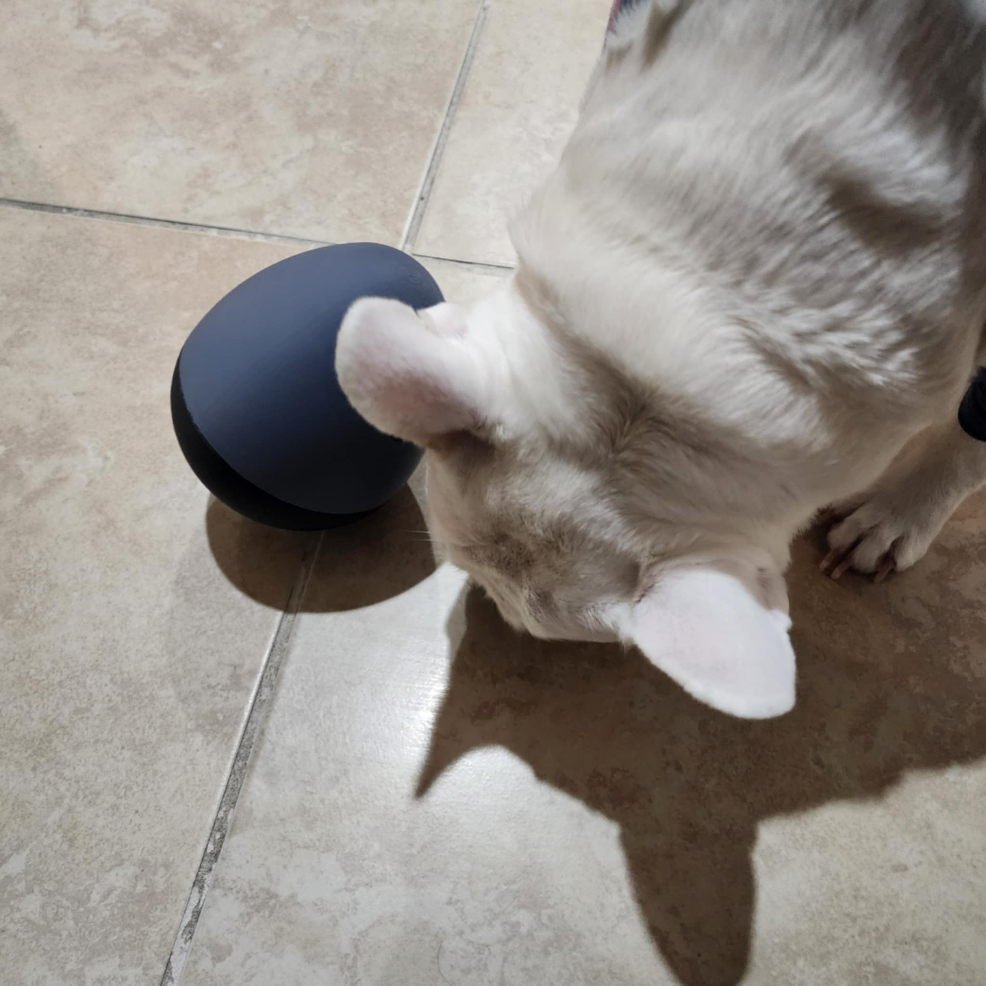 TreatNest - Dog Treat Dispenser