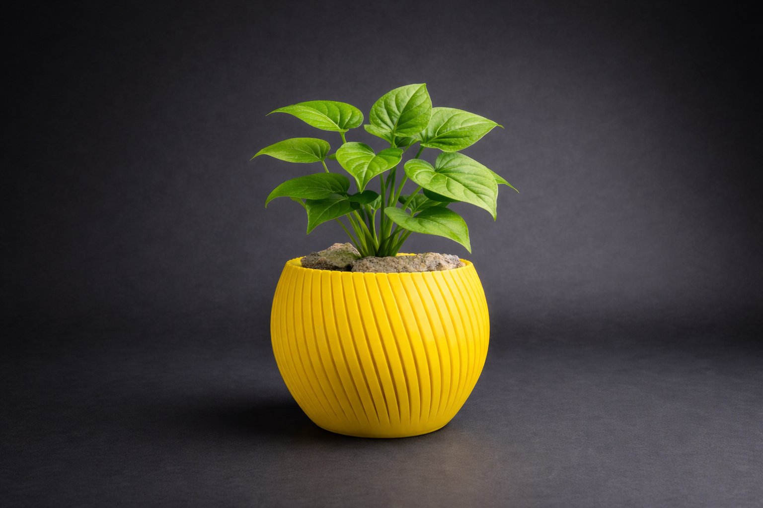 Flower - Plant Pot ( Medium Size )