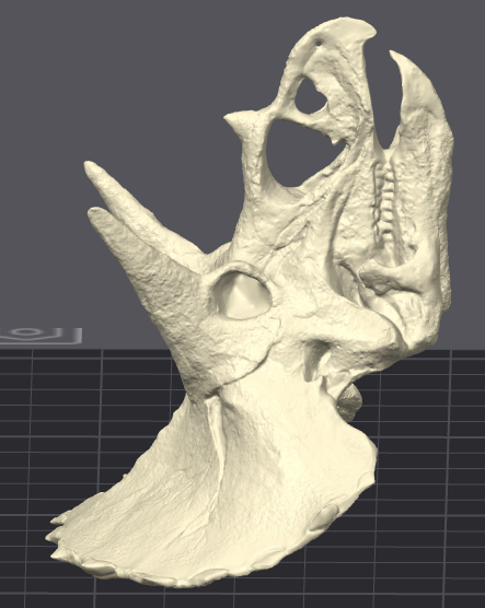 Triceratops Skull
