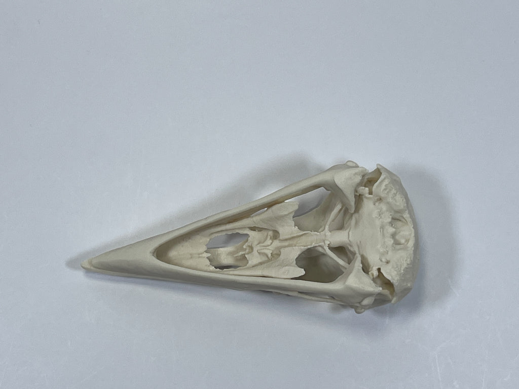 Raven Skull
