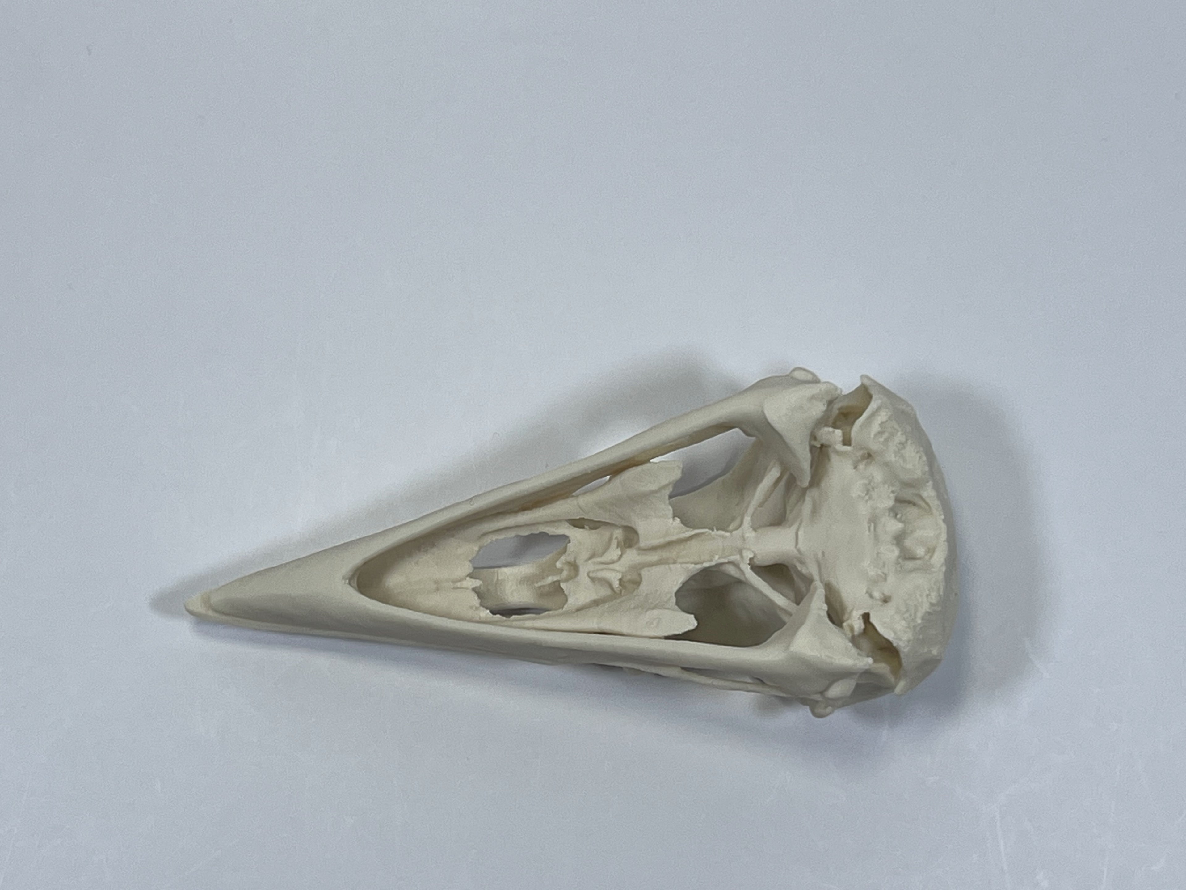 Raven Skull