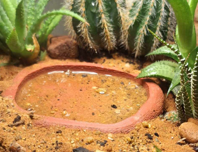 Reptile Bowl