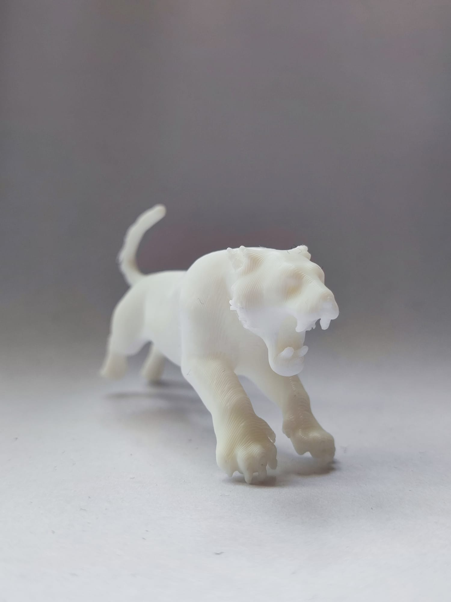tiger