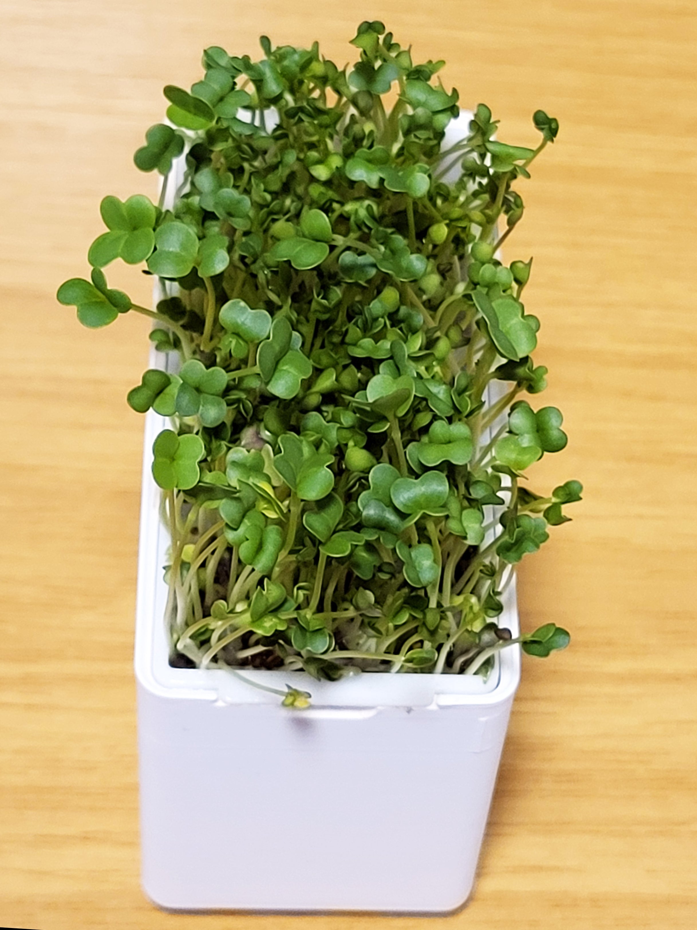 Ultimate Microgreens System