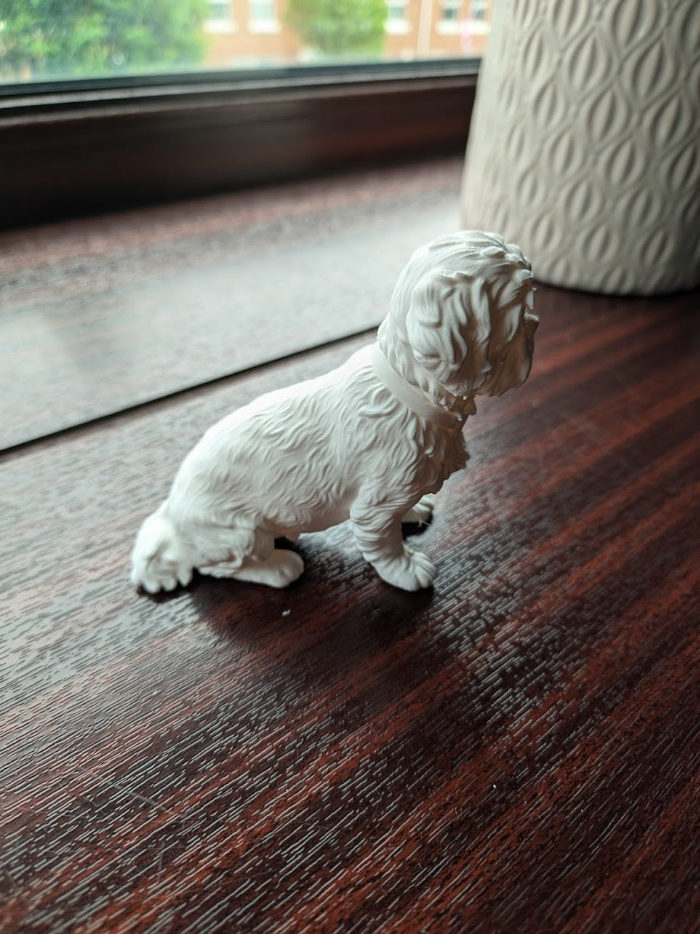 Shih Tzu Dog