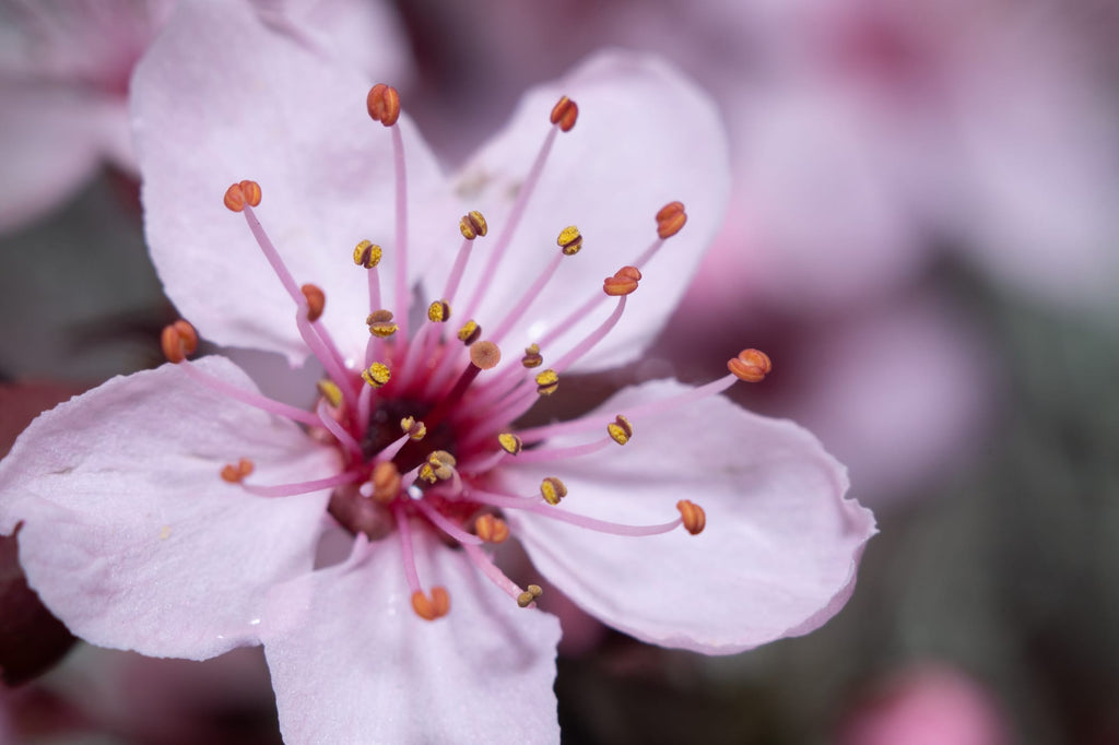 Sony E extension tube 20mm