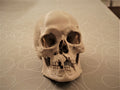 Battle of Visby Human Skull Replica (Historical Museum Scan)