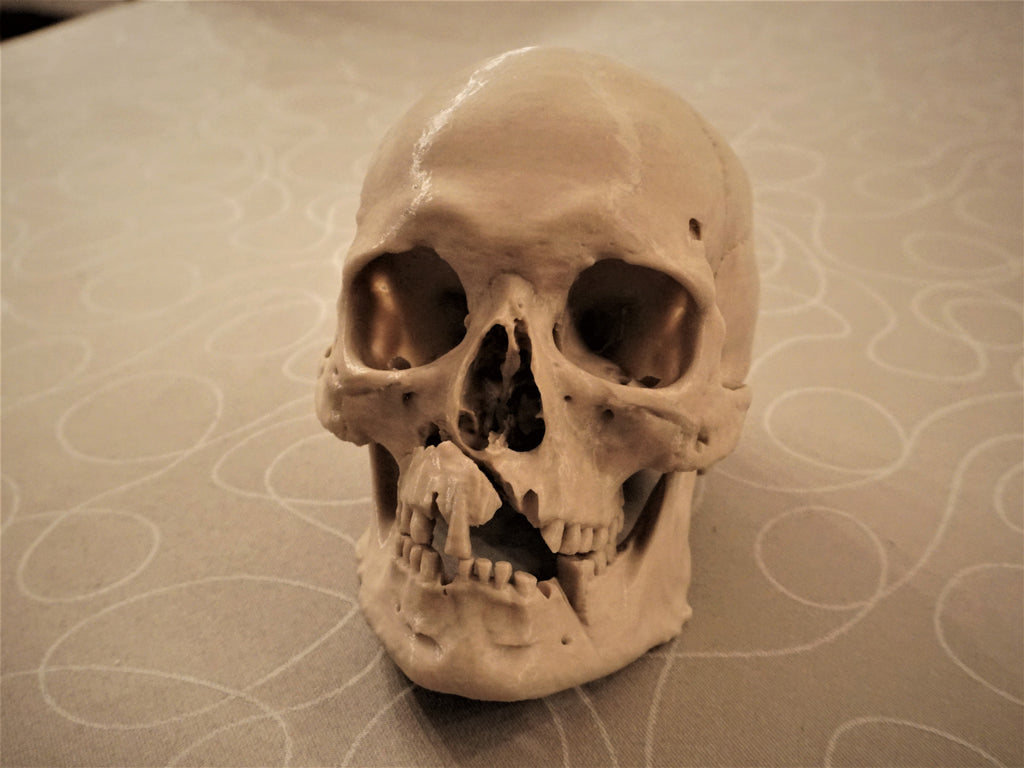 Battle of Visby Human Skull Replica (Historical Museum Scan)
