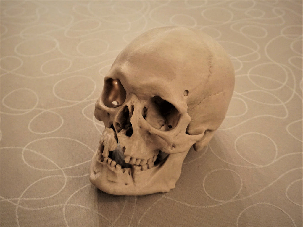 Battle of Visby Human Skull Replica (Historical Museum Scan)