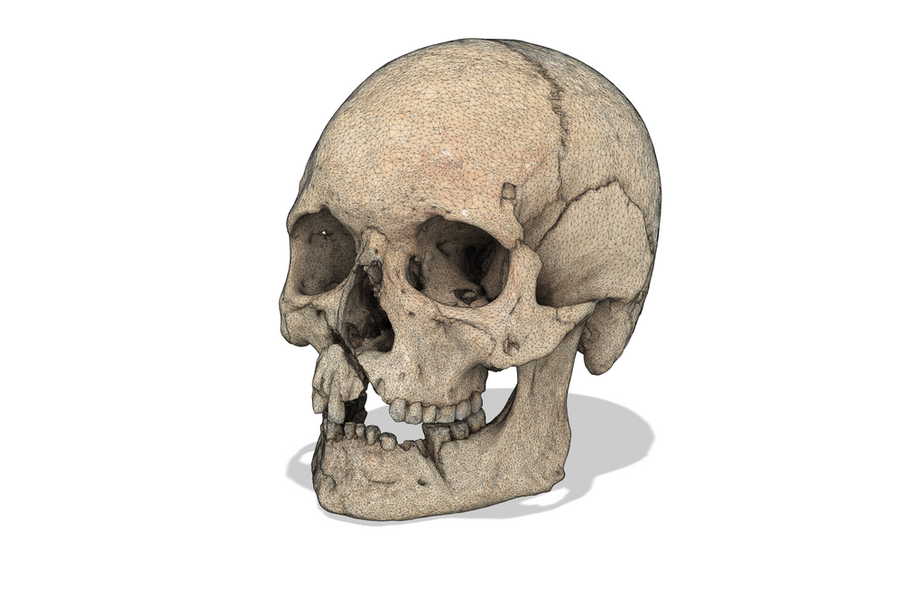 Battle of Visby Human Skull Replica (Historical Museum Scan)