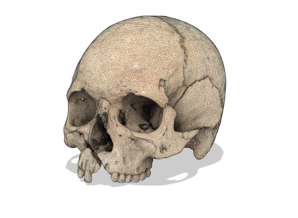 Battle of Visby Human Skull Replica (Historical Museum Scan)