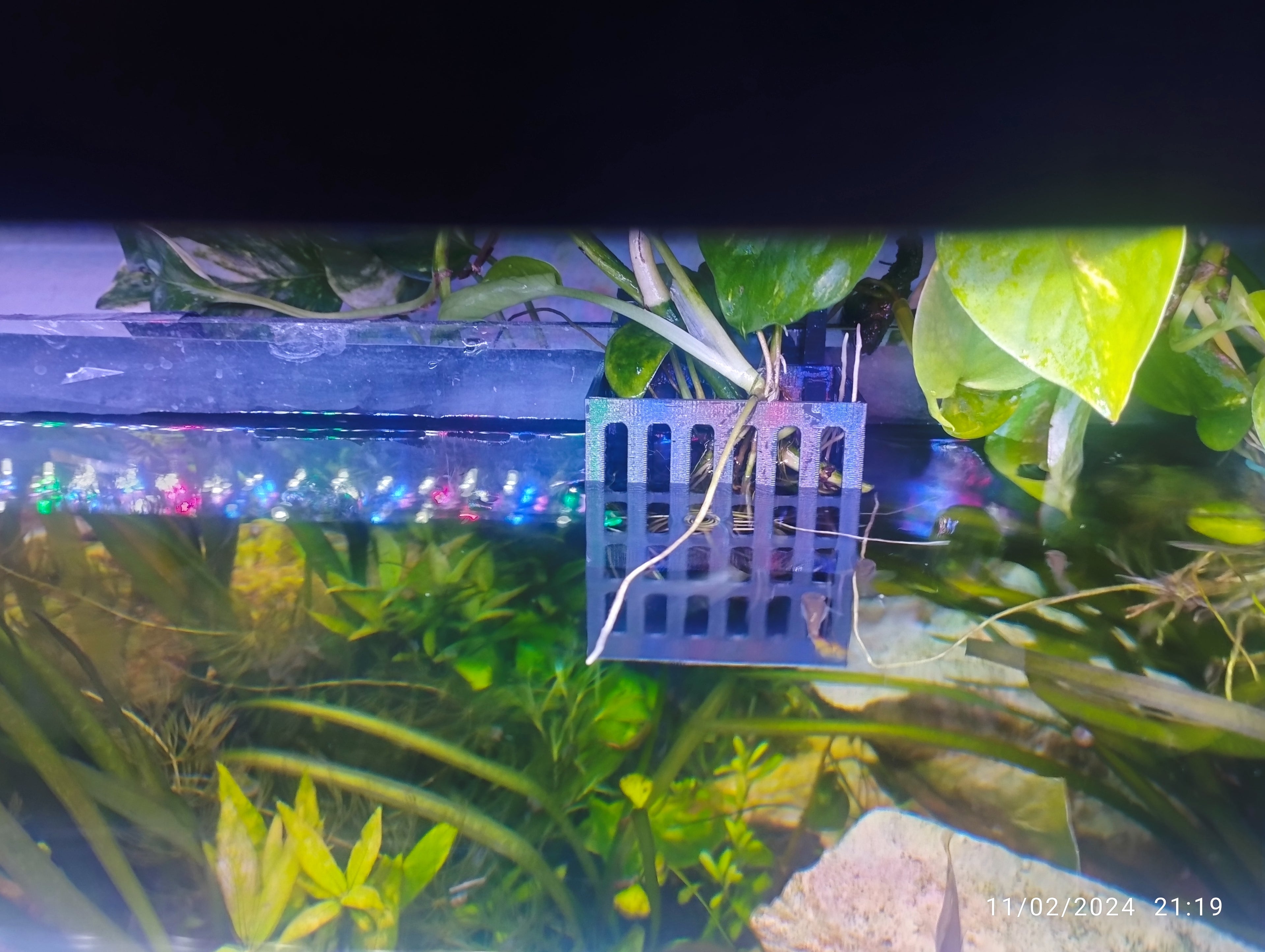 Aquarium plants