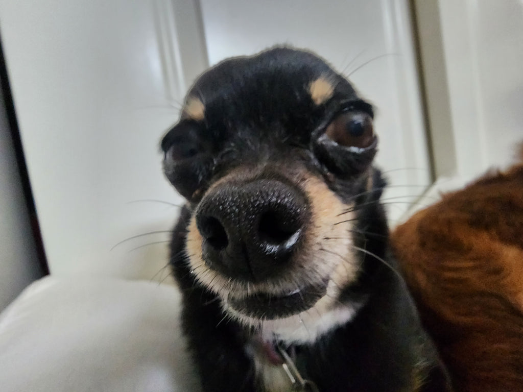 My Dog