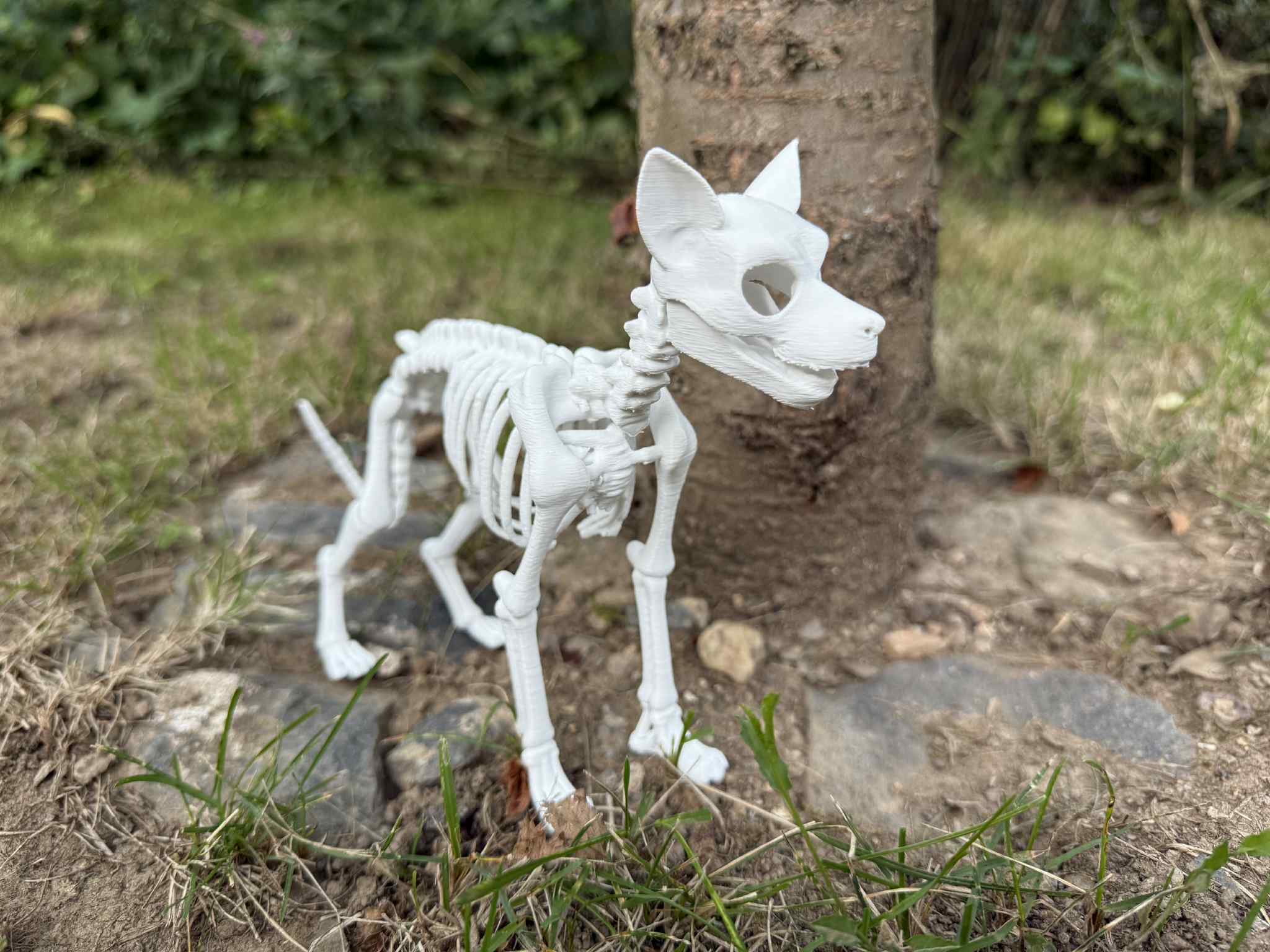 Dog skeleton