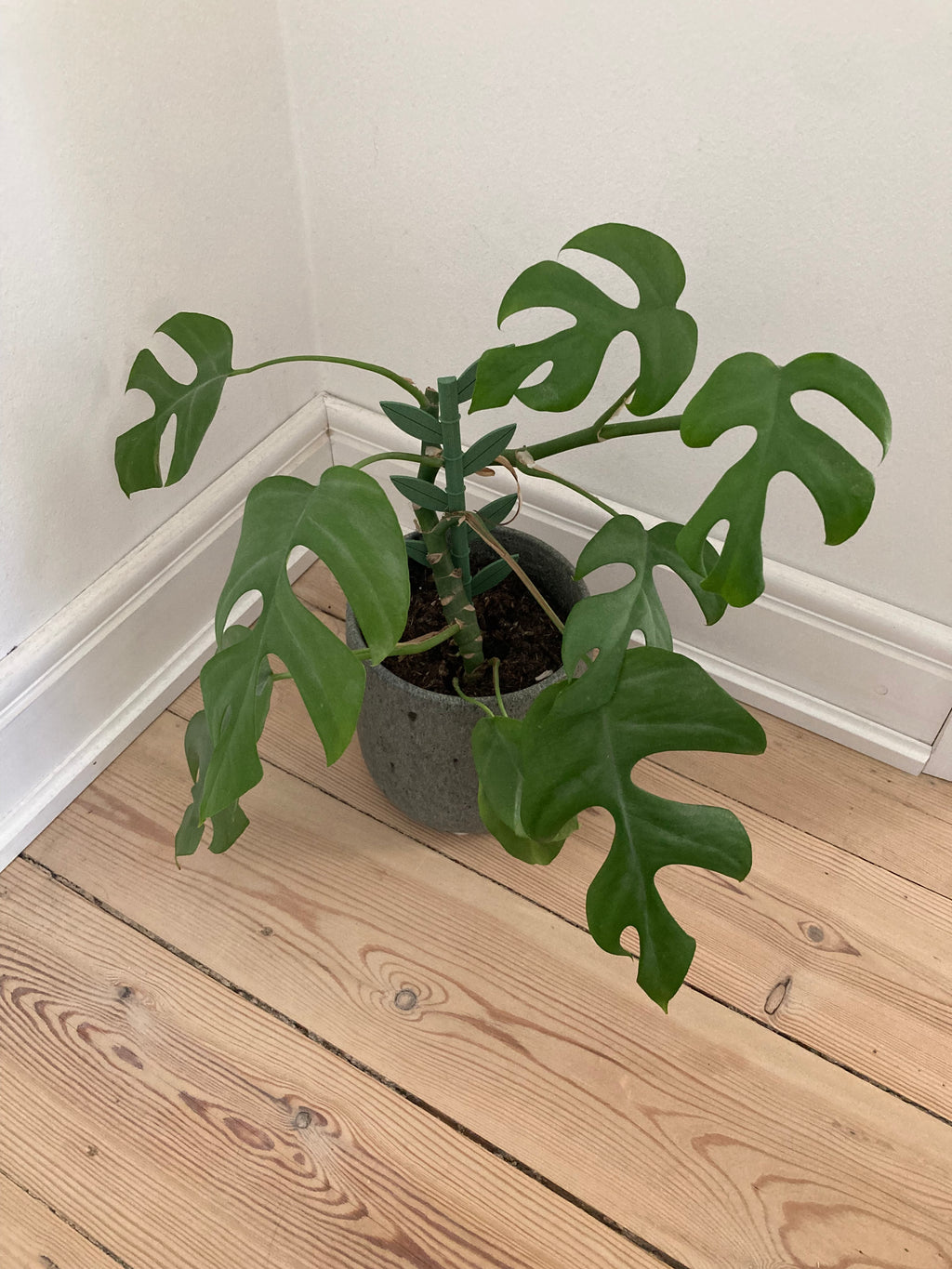 plant support