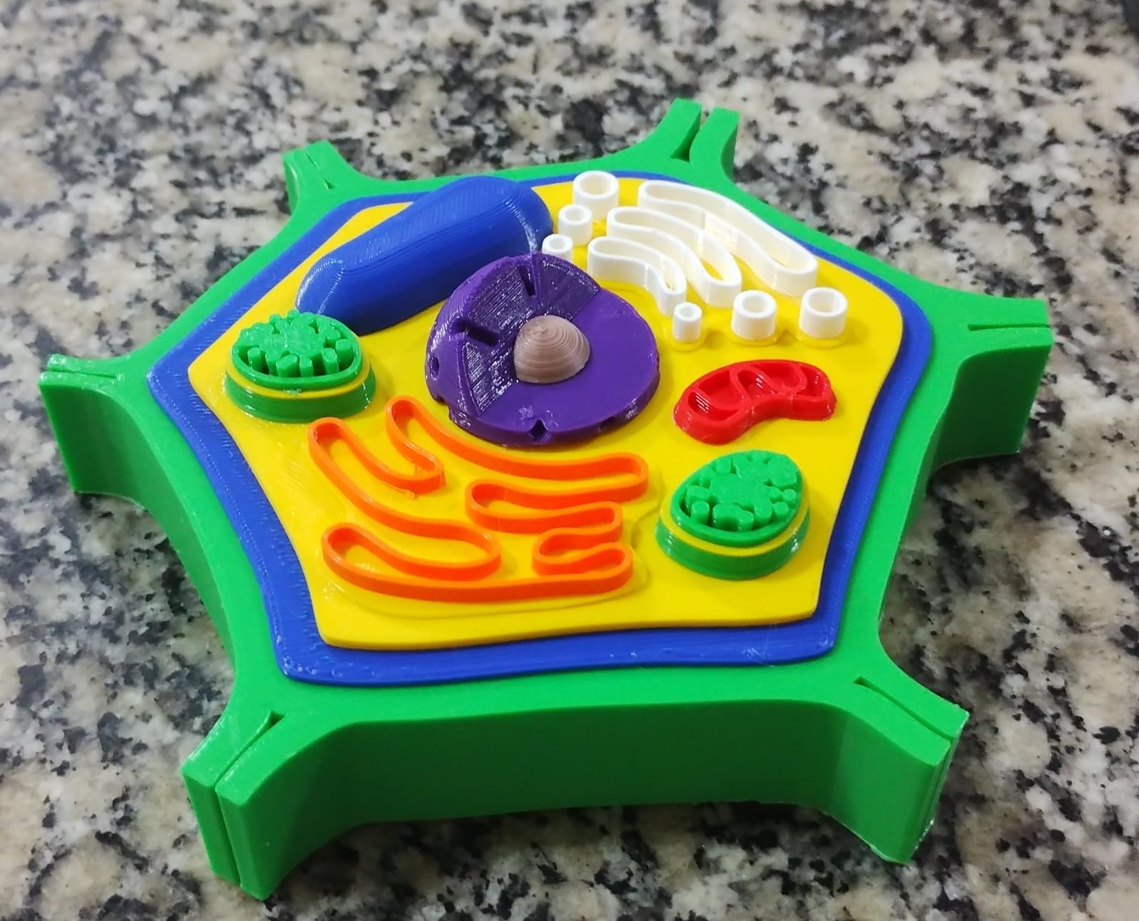 Small Plant Cell Model for Biology
