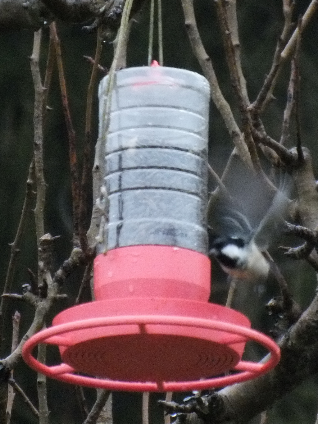 Bird feeder made from a granulated tea bottle