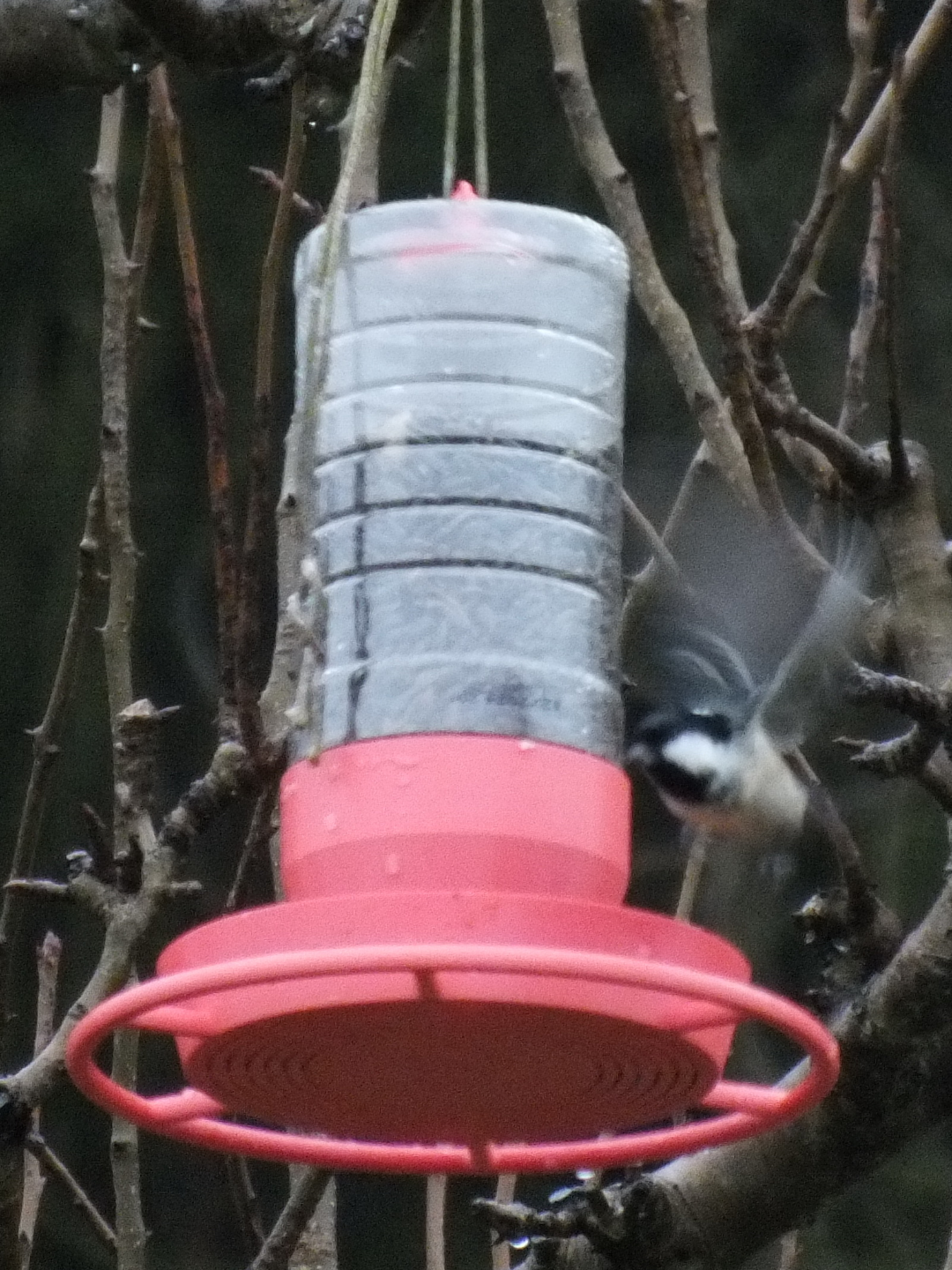 Bird feeder made from a granulated tea bottle