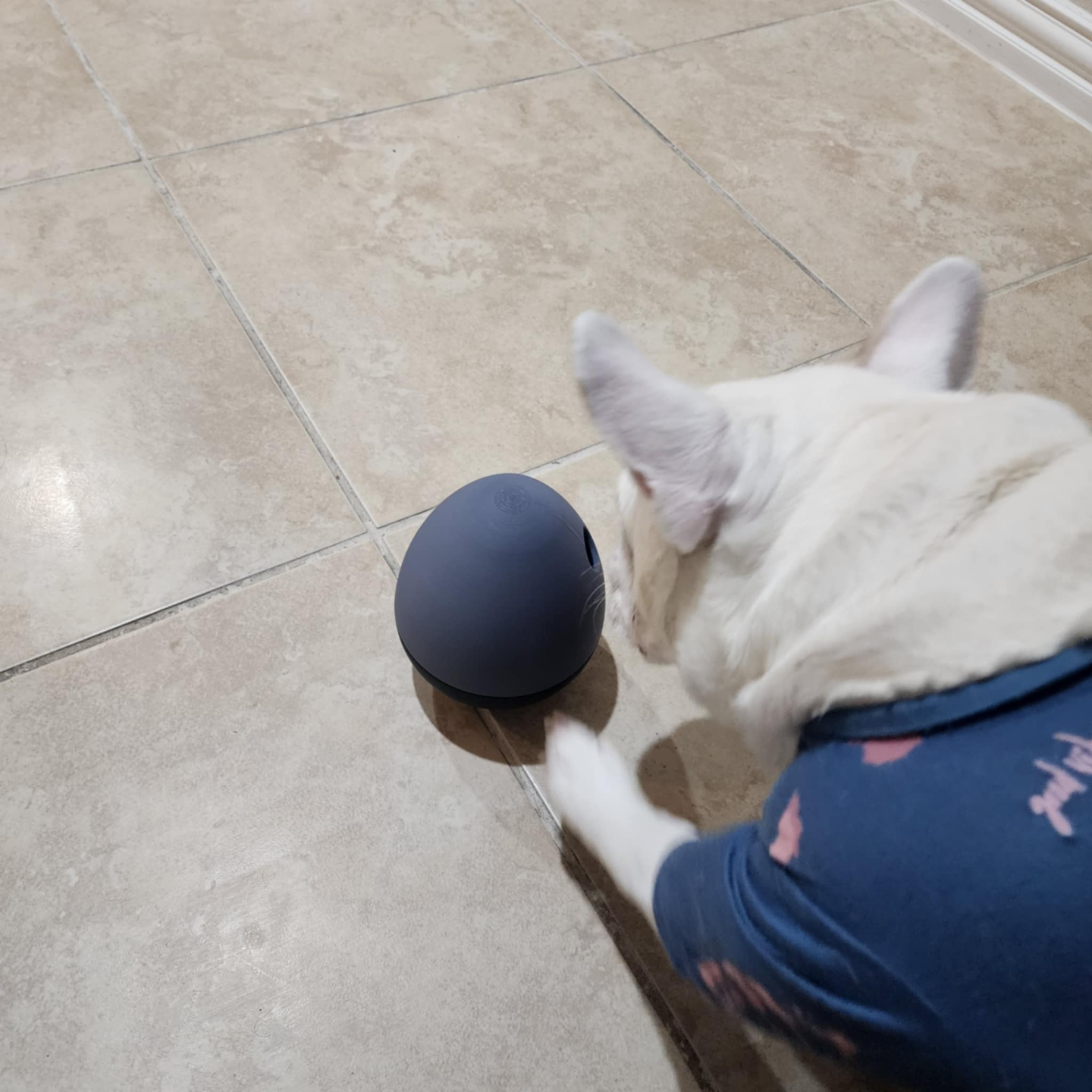 TreatNest - Dog Treat Dispenser