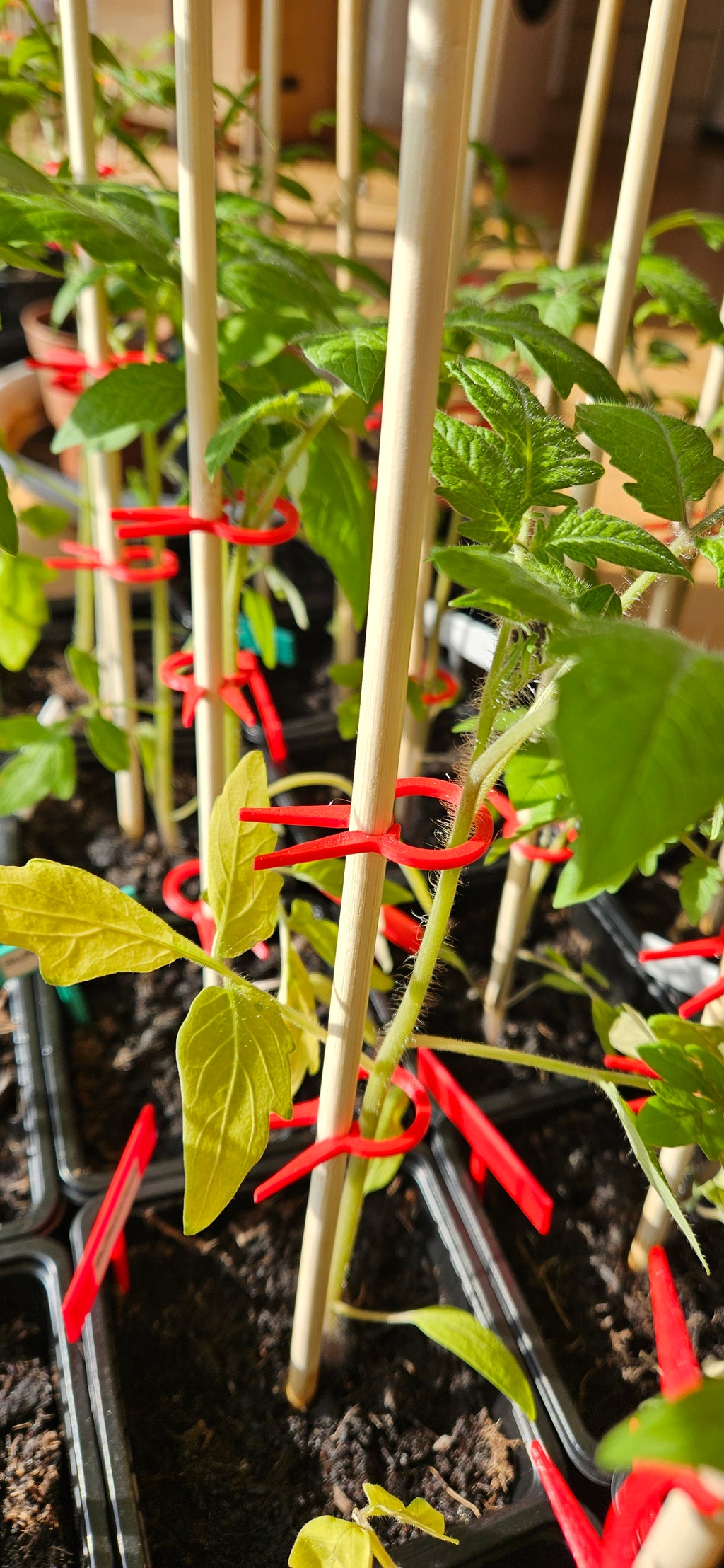 PflanzenClip / Plant Clip