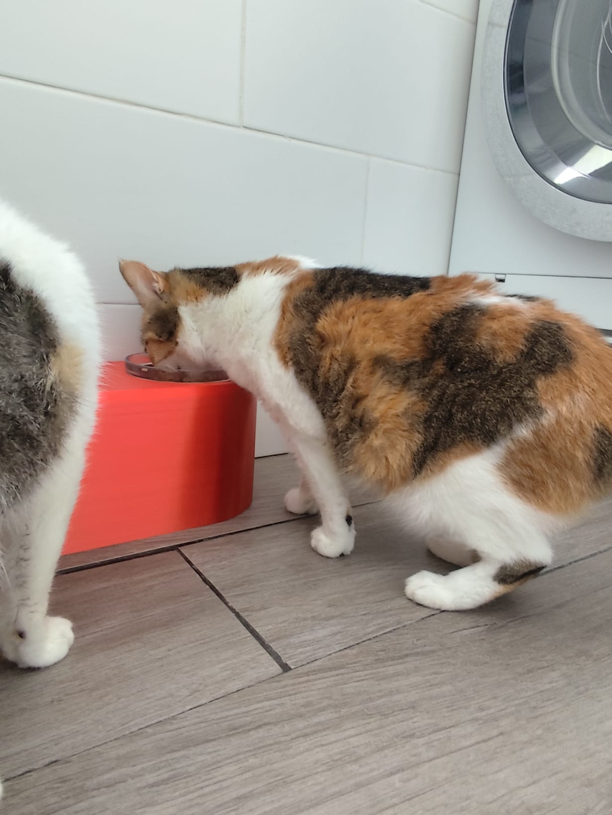 Comedero alto para gatos o perros pequeños
