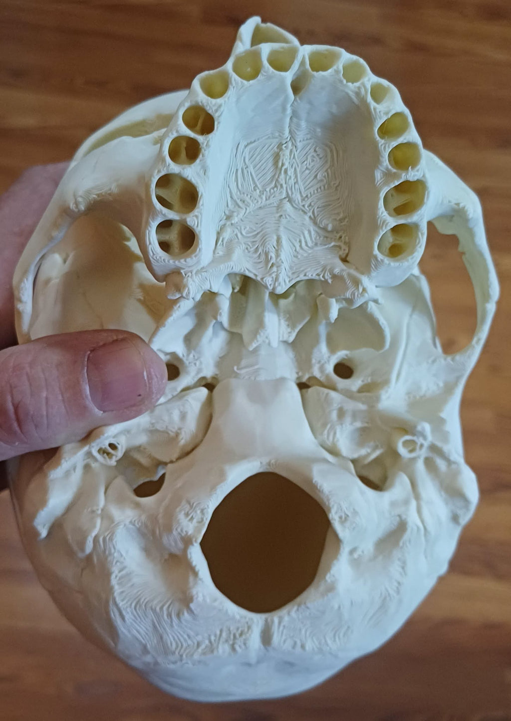 Skull with separate teeth
