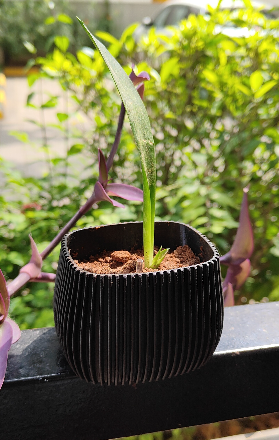 SQUARECLE PLANTER