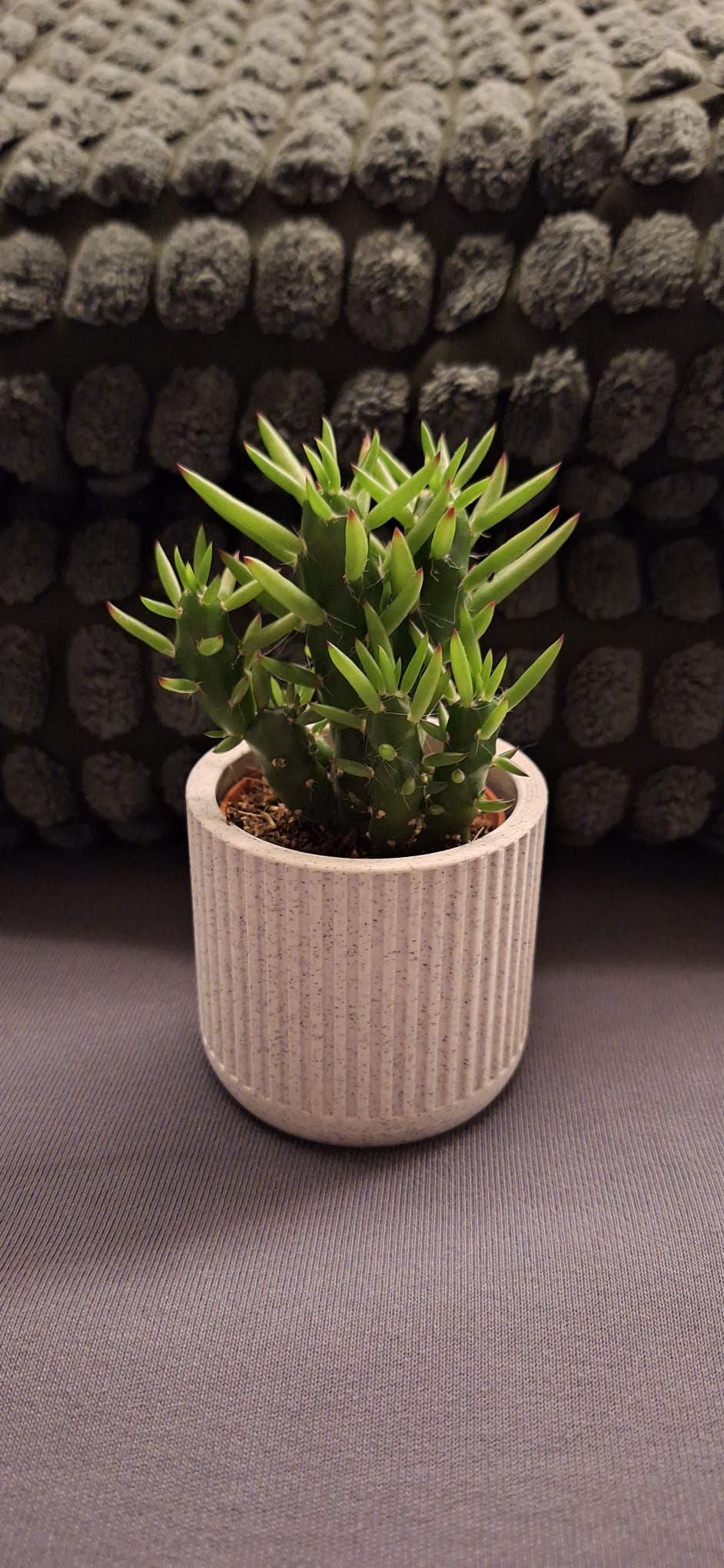 ribbed succulent planter