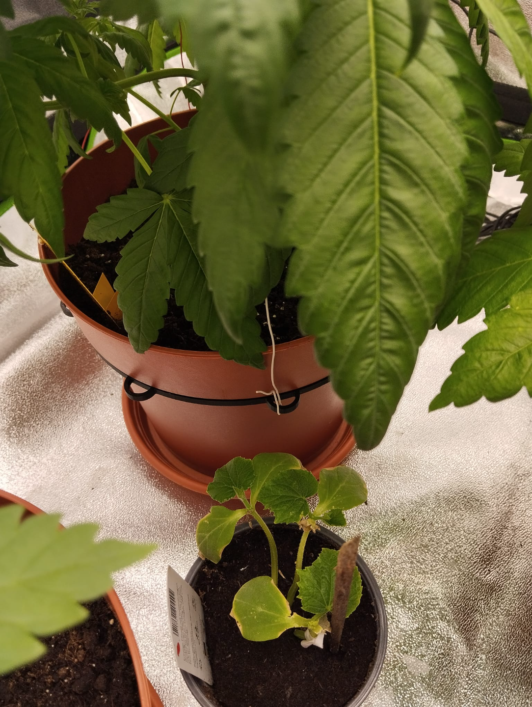 Grow Plant Binder