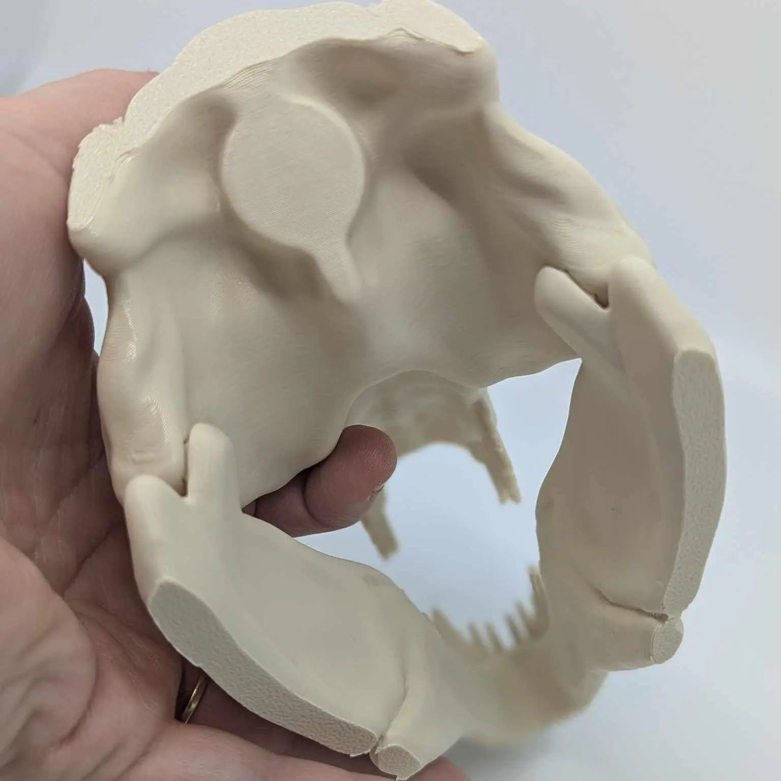 The T-Rex Skull Reptile, Arachnid, Snake Hide