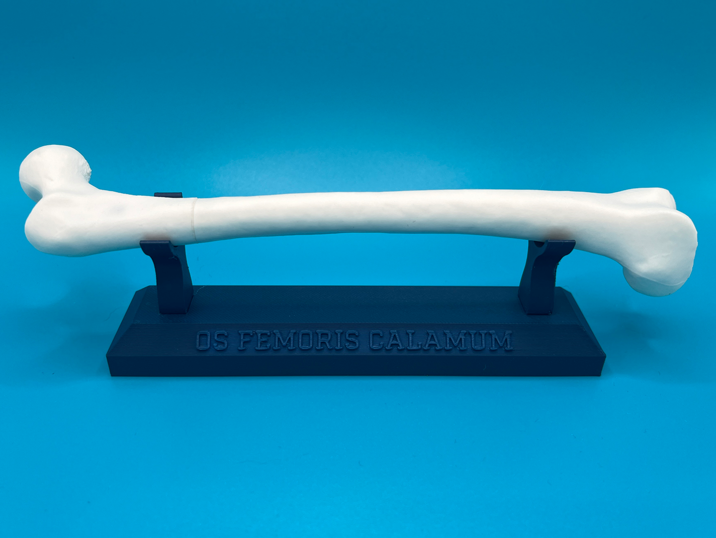 Femur (Thigh Bone) Pen
