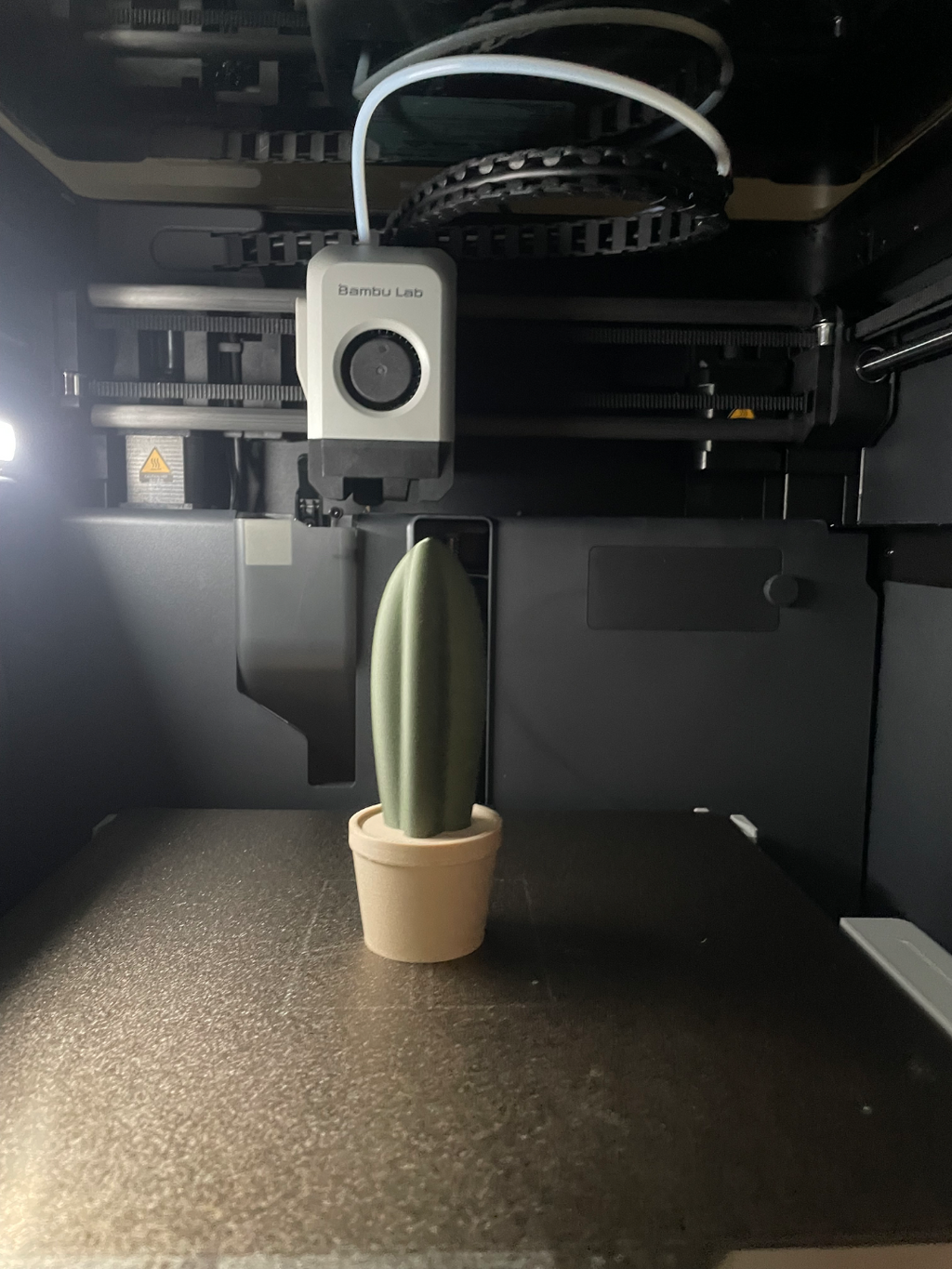 cactus in pots