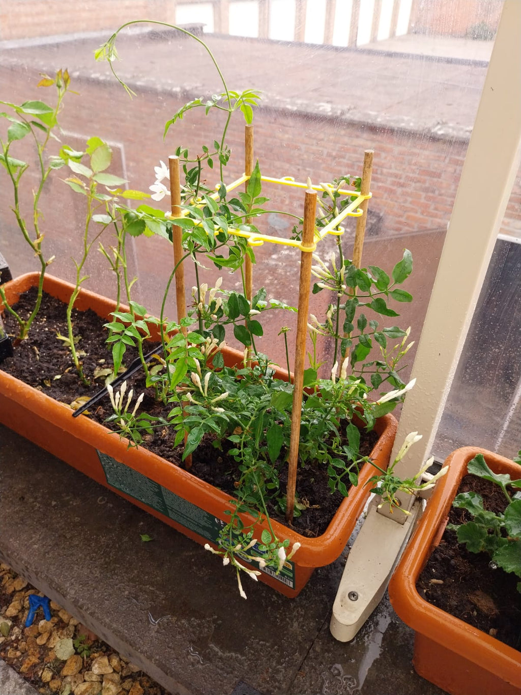 climbing plant