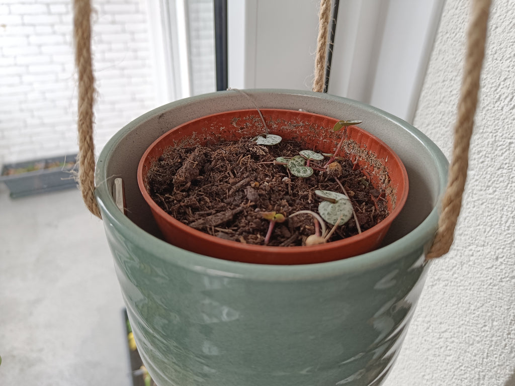 Plant pot riser drainage insert
